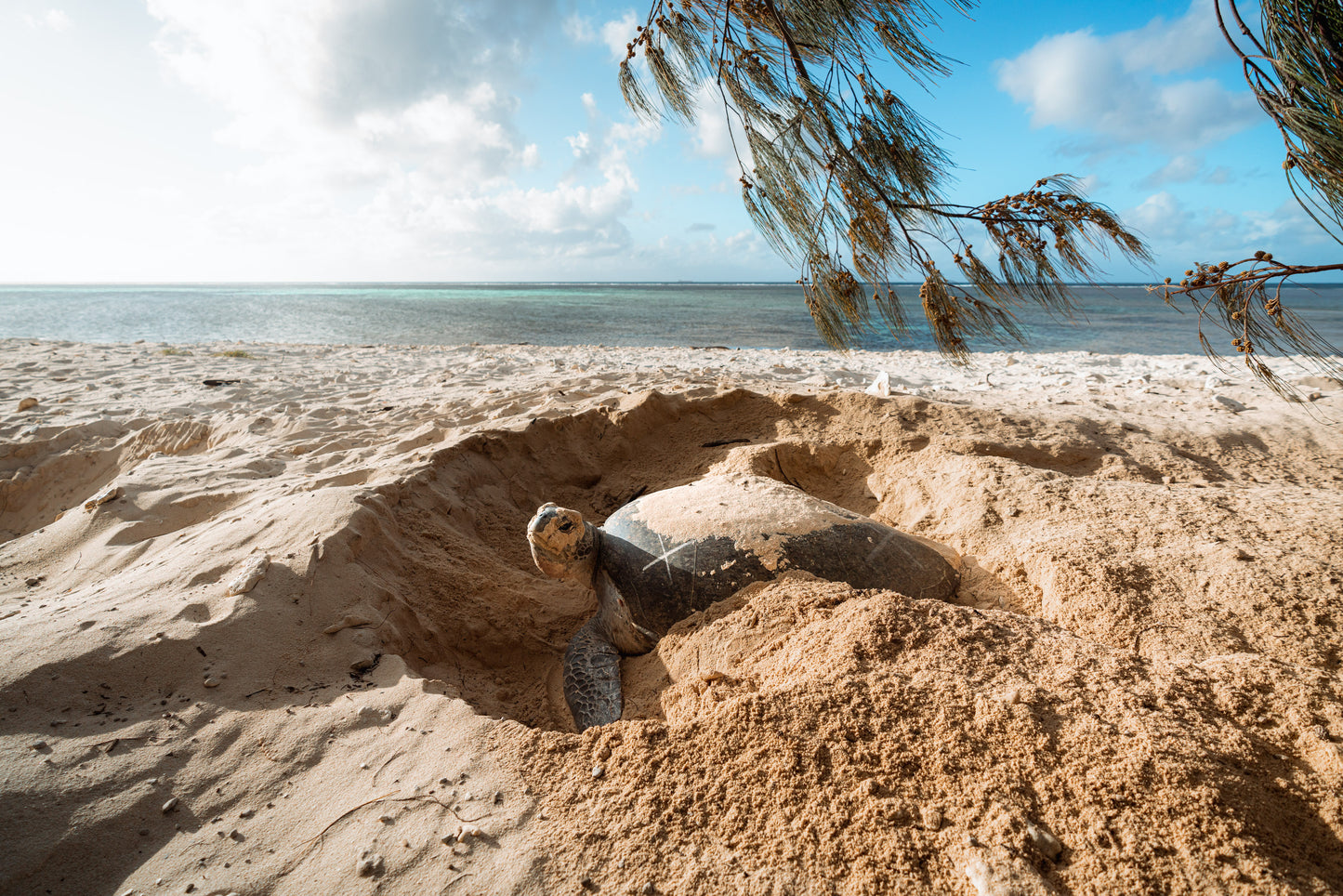 Heron Island - Turtle Nesting & Mating Workshop - 8th-14th November 2025