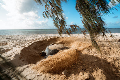 Heron Island - Turtle Nesting & Mating Workshop - 8th-14th November 2025
