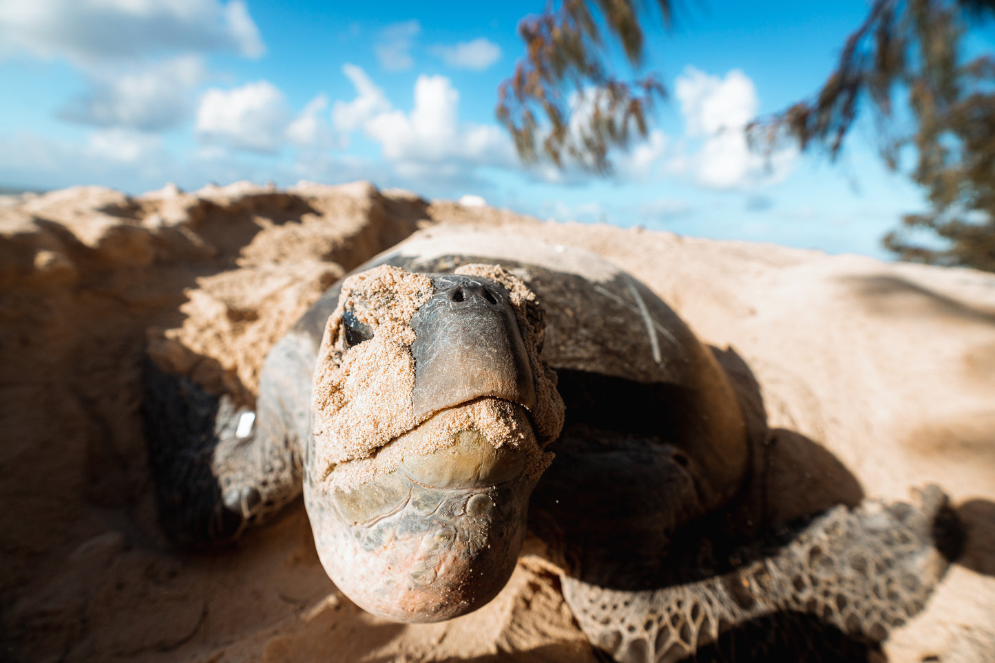Heron Island - Turtle Nesting & Mating Workshop - 8th-14th November 2025