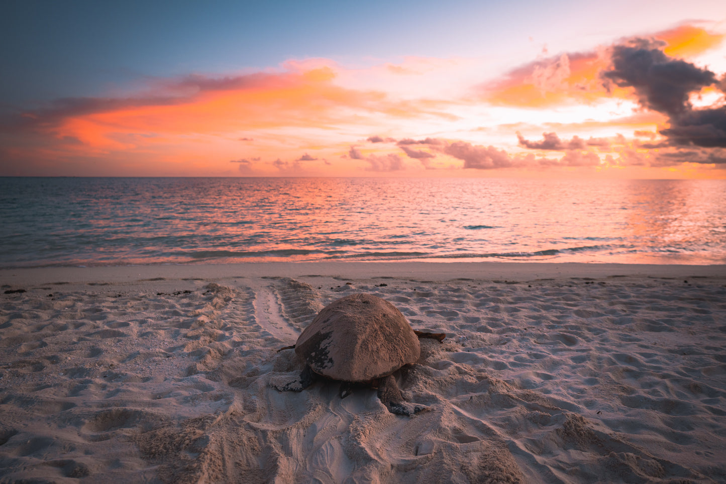 Heron Island - Turtle Nesting & Mating Workshop - 8th-14th November 2025