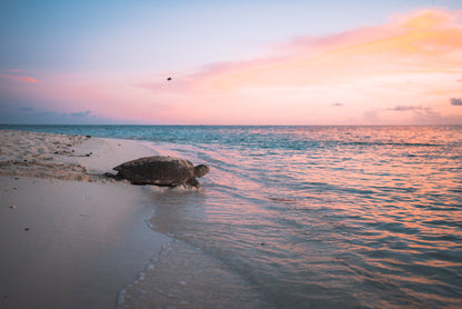 Heron Island - Turtle Nesting & Mating Workshop - 8th-14th November 2025