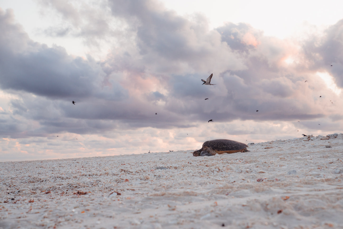 Heron Island - Turtle Nesting & Mating Workshop - 8th-14th November 2025