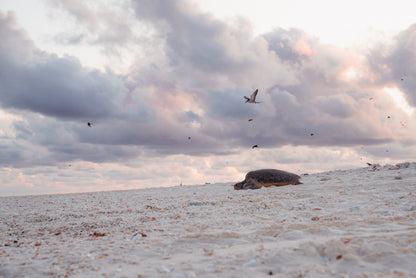 Heron Island - Turtle Nesting & Mating Workshop - 8th-14th November 2025