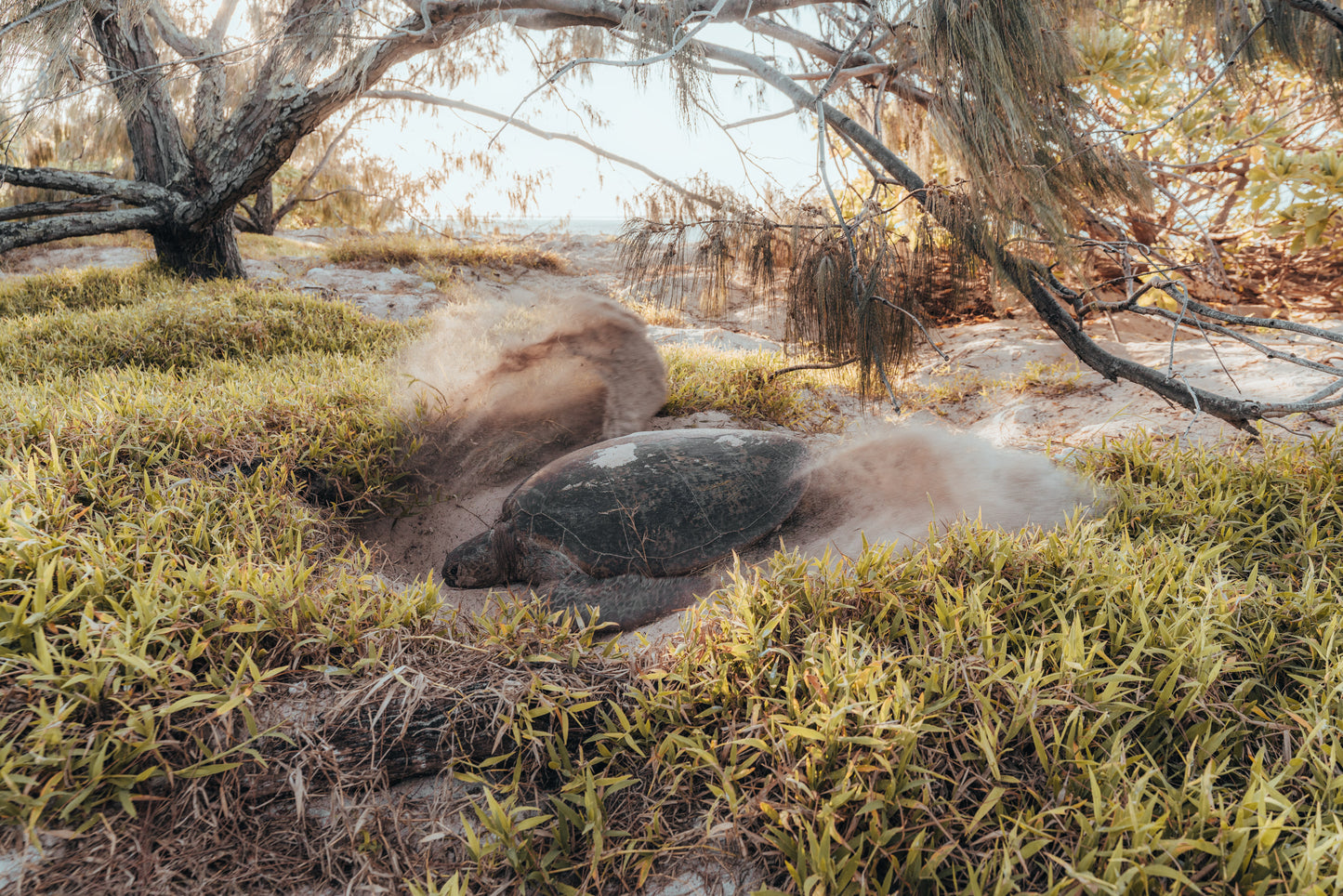 Heron Island - Turtle Nesting & Mating Workshop - 8th-14th November 2025