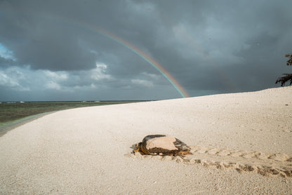 Heron Island - Turtle Nesting & Mating Workshop - 8th-14th November 2025