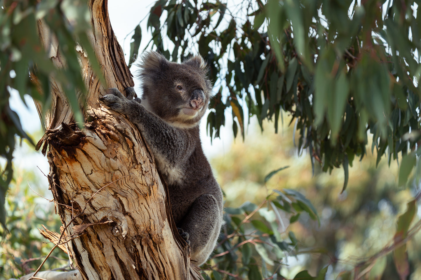 Kangaroo Island - The Australian Galapagos Workshop - May 2026