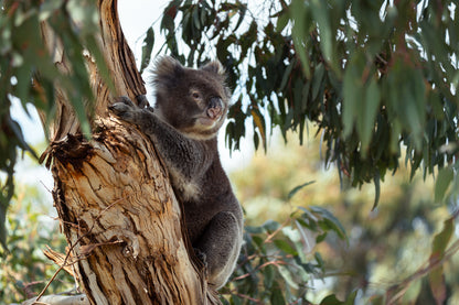 Kangaroo Island - The Australian Galapagos Workshop - May 2026