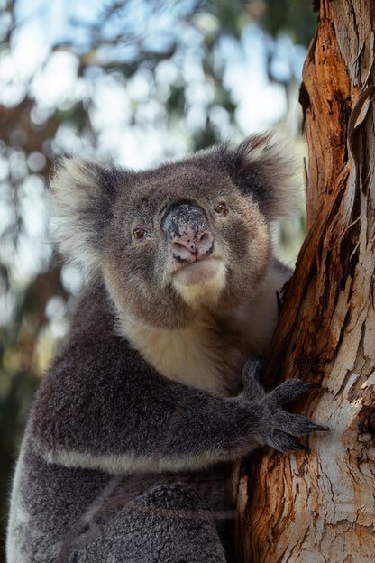 Kangaroo Island - The Australian Galapagos Workshop - May 2026