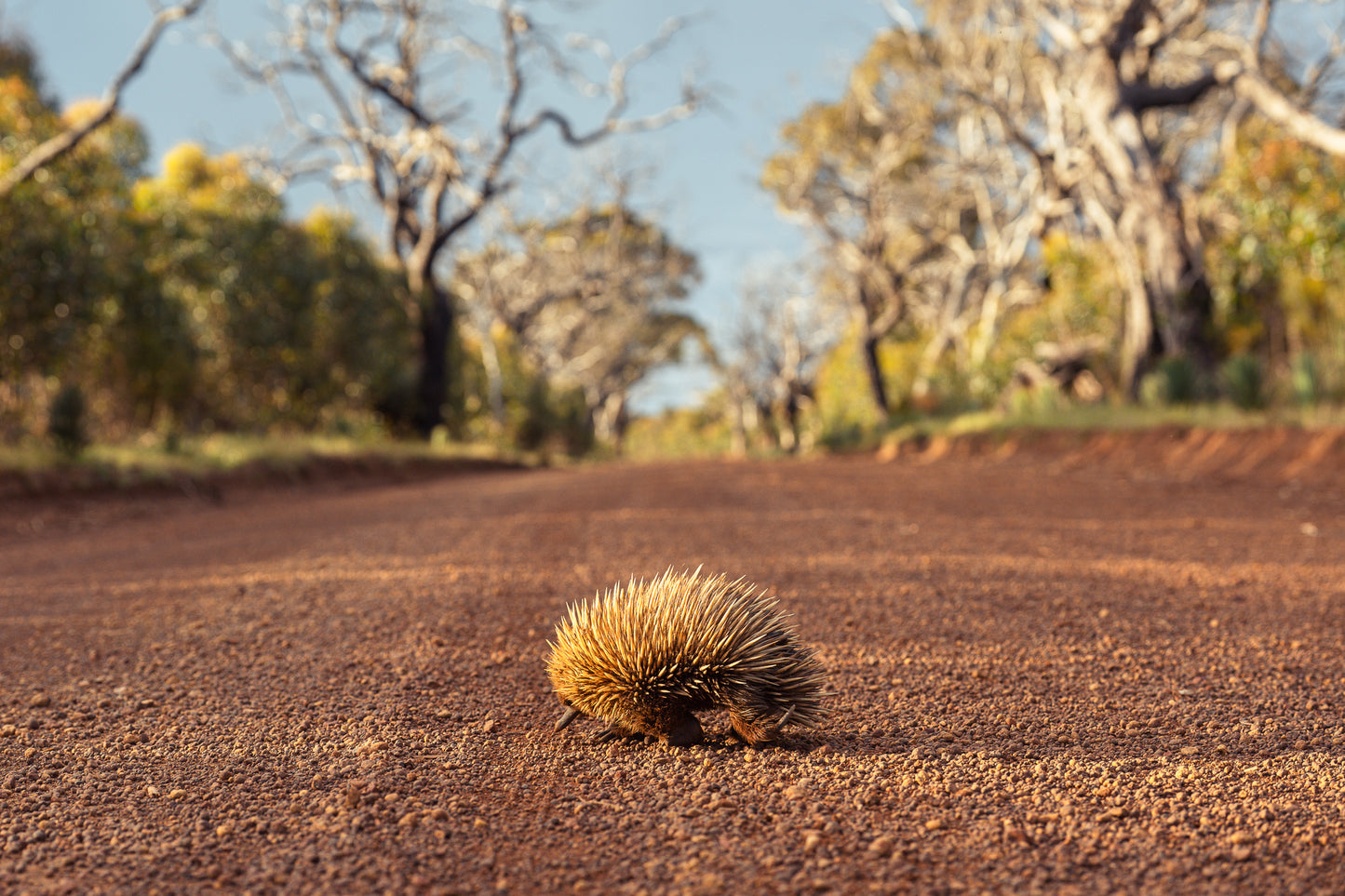 Kangaroo Island - The Australian Galapagos Workshop - May 2026