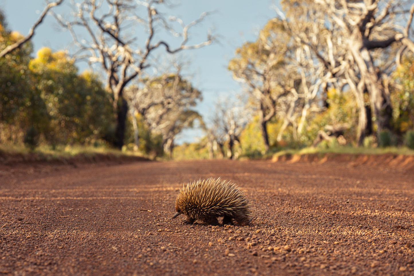 Kangaroo Island - The Australian Galapagos Workshop - May 2026