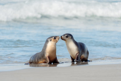 Kangaroo Island - The Australian Galapagos Workshop - May 2026