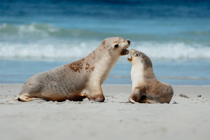 Kangaroo Island - The Australian Galapagos Workshop - May 2026