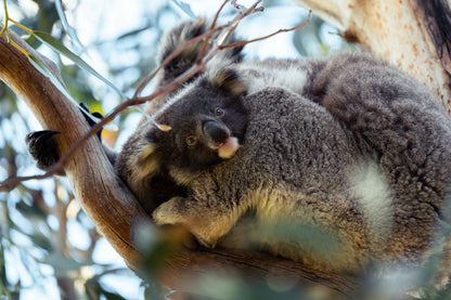 Kangaroo Island - The Australian Galapagos Workshop - May 2026