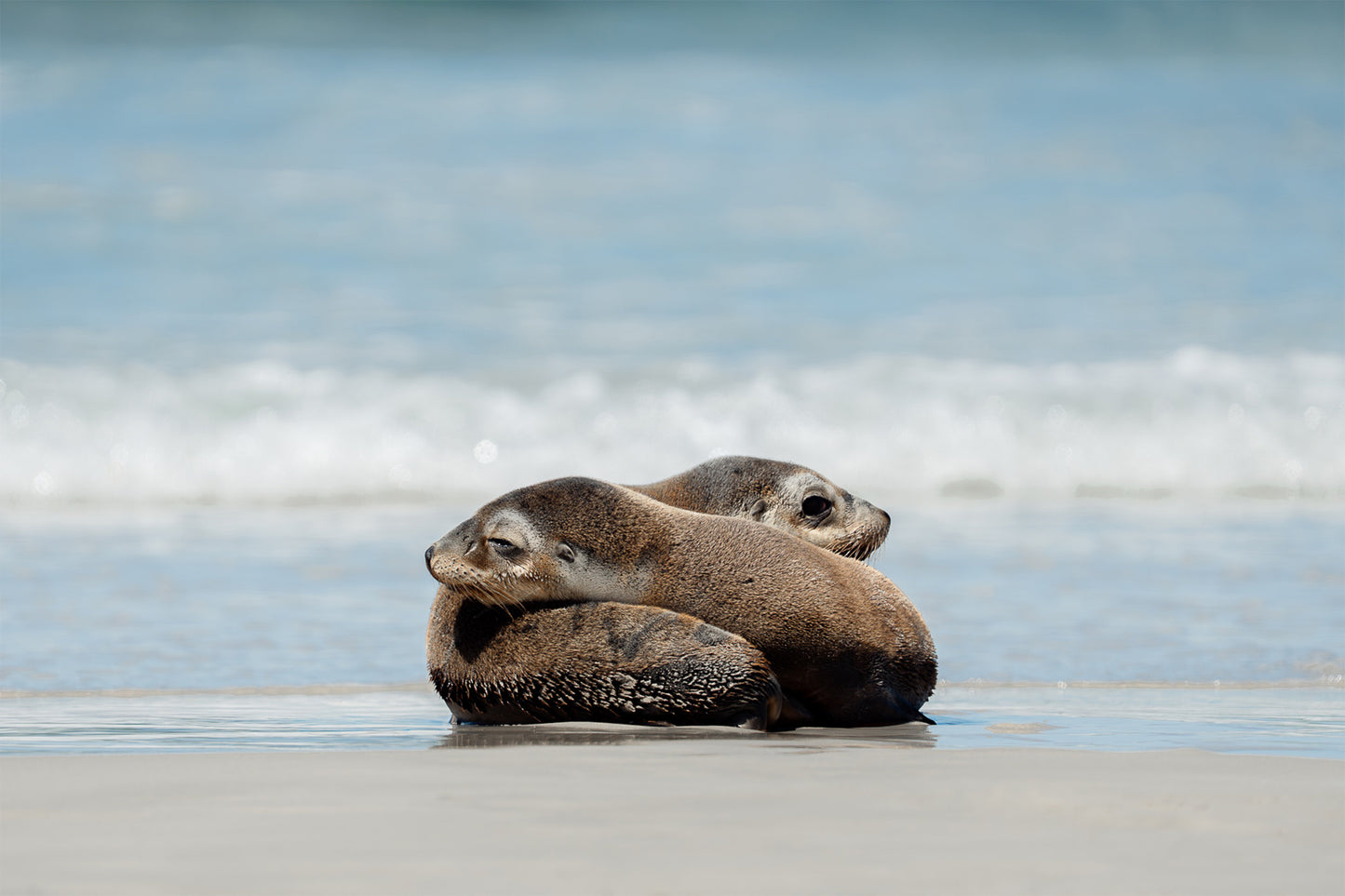 Kangaroo Island - The Australian Galapagos Workshop - May 2026