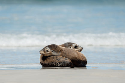 Kangaroo Island - The Australian Galapagos Workshop - May 2026