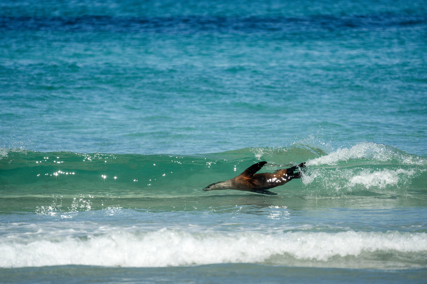 Kangaroo Island - The Australian Galapagos Workshop - May 2026