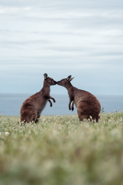 Kangaroo Island - The Australian Galapagos Workshop - May 2026