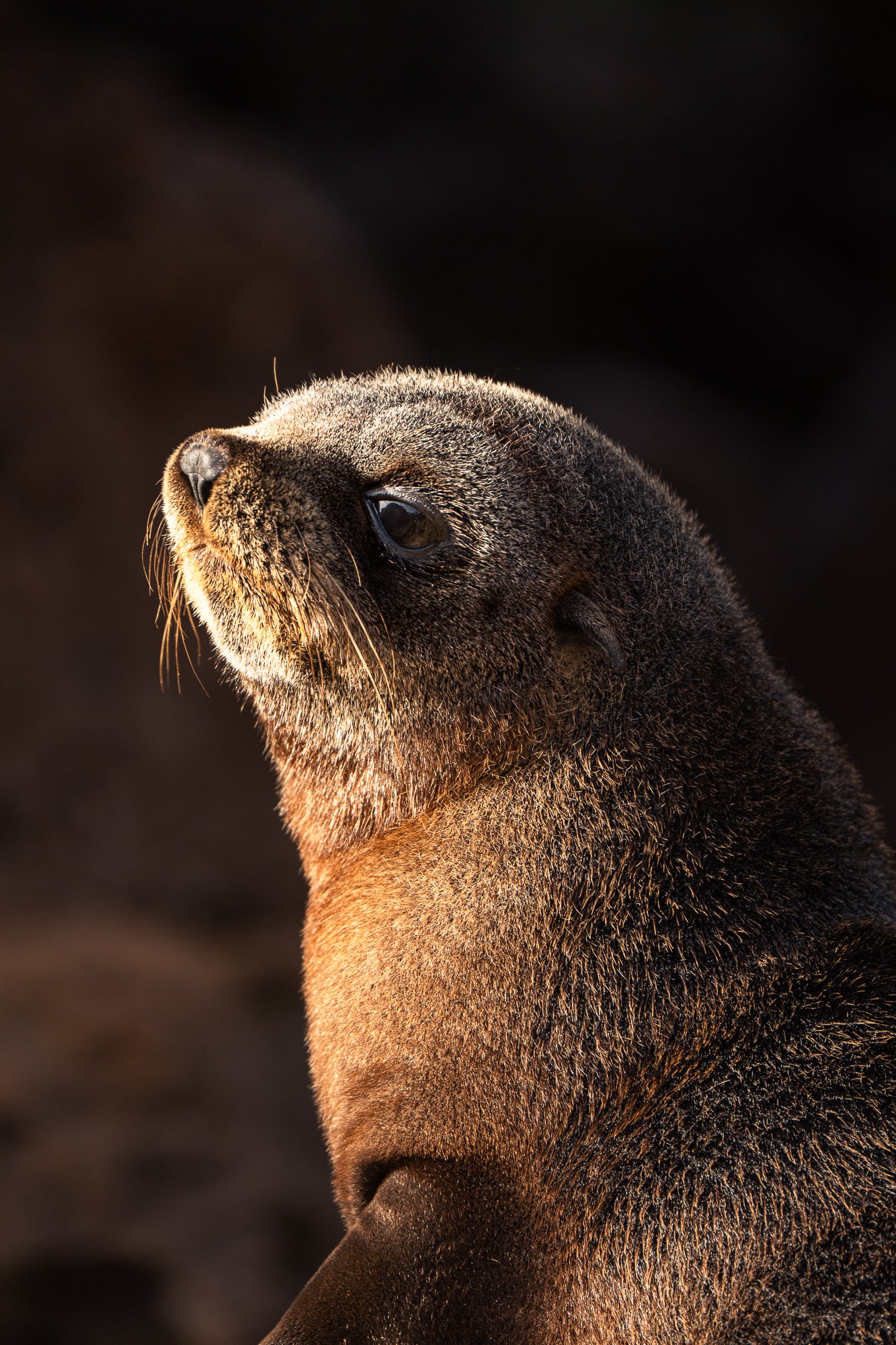 Kangaroo Island - The Australian Galapagos Workshop - May 2026