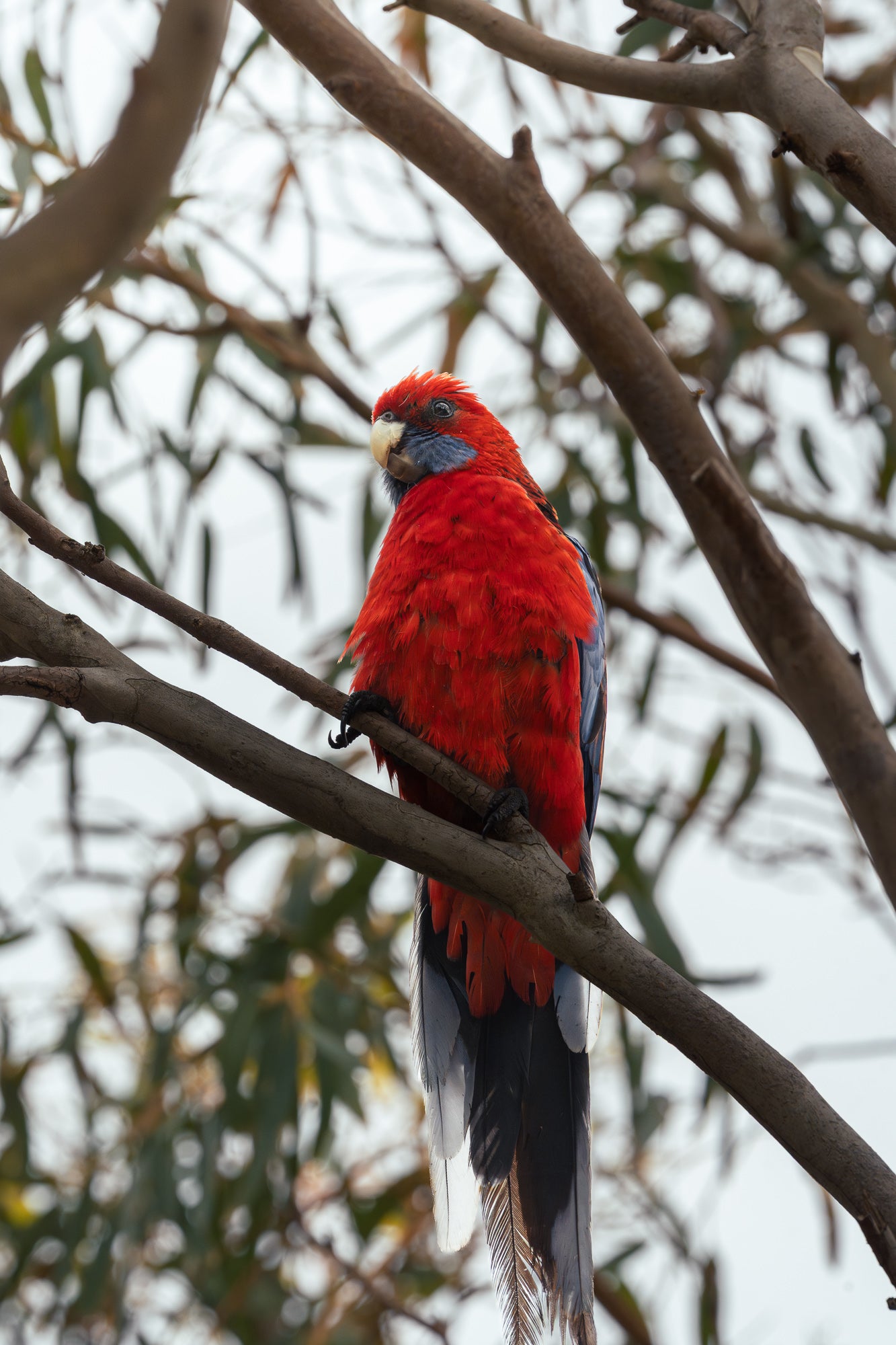 Kangaroo Island - The Australian Galapagos Workshop - May 2026