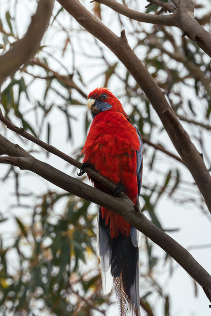Kangaroo Island - The Australian Galapagos Workshop - May 2026