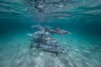 Kangaroo Island - The Australian Galapagos Workshop - May 2026