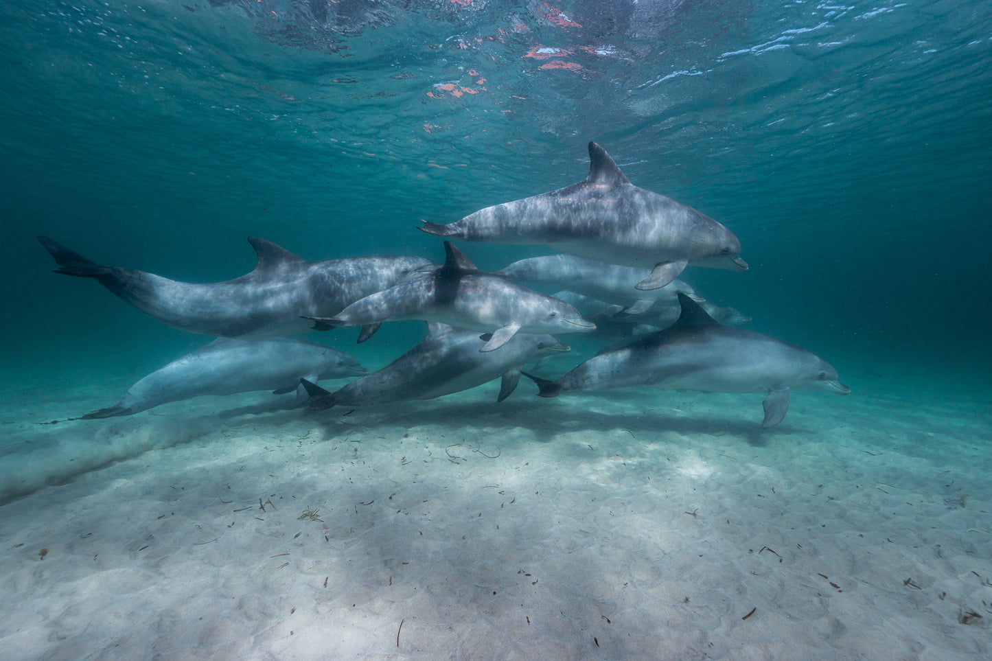 Kangaroo Island - The Australian Galapagos Workshop - May 2026