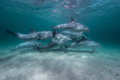Kangaroo Island - The Australian Galapagos Workshop - May 2026