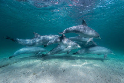 Kangaroo Island - The Australian Galapagos Workshop - May 2026