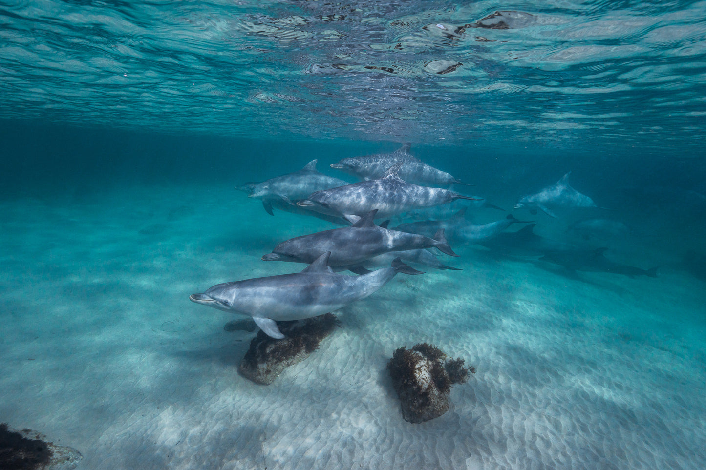 Kangaroo Island - The Australian Galapagos Workshop - May 2026