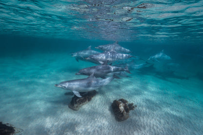 Kangaroo Island - The Australian Galapagos Workshop - May 2026