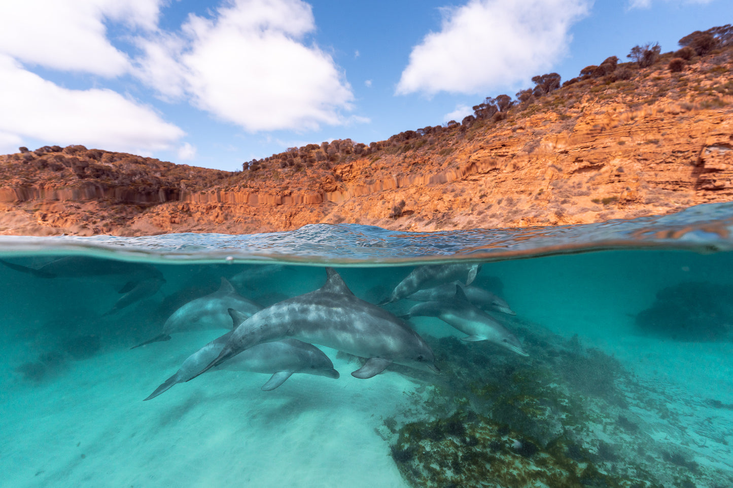 Kangaroo Island - The Australian Galapagos Workshop - May 2026