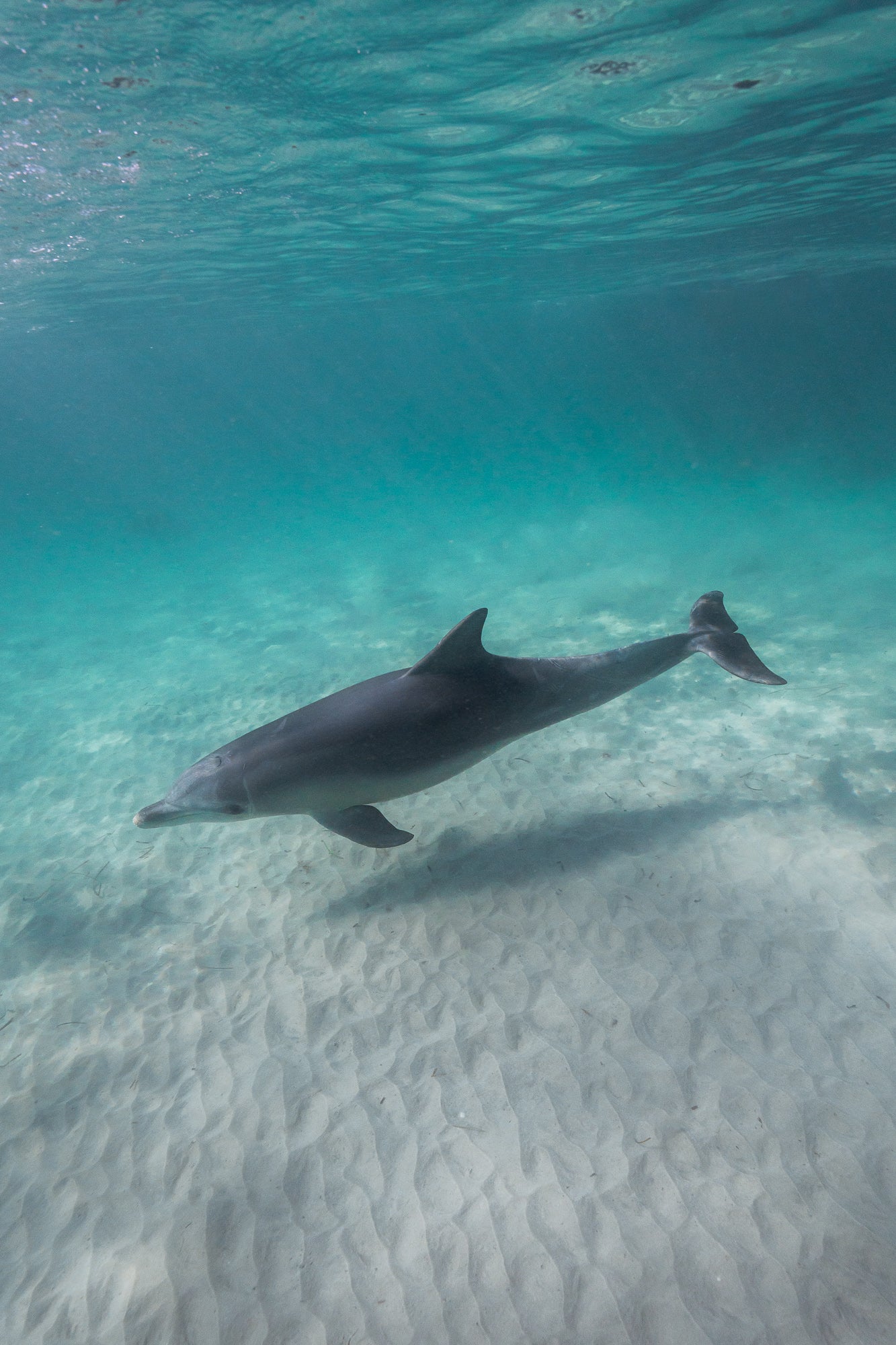 Kangaroo Island - The Australian Galapagos Workshop - May 2026