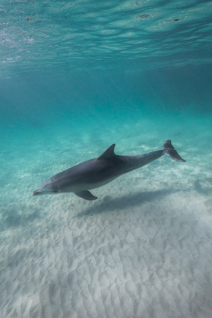 Kangaroo Island - The Australian Galapagos Workshop - May 2026