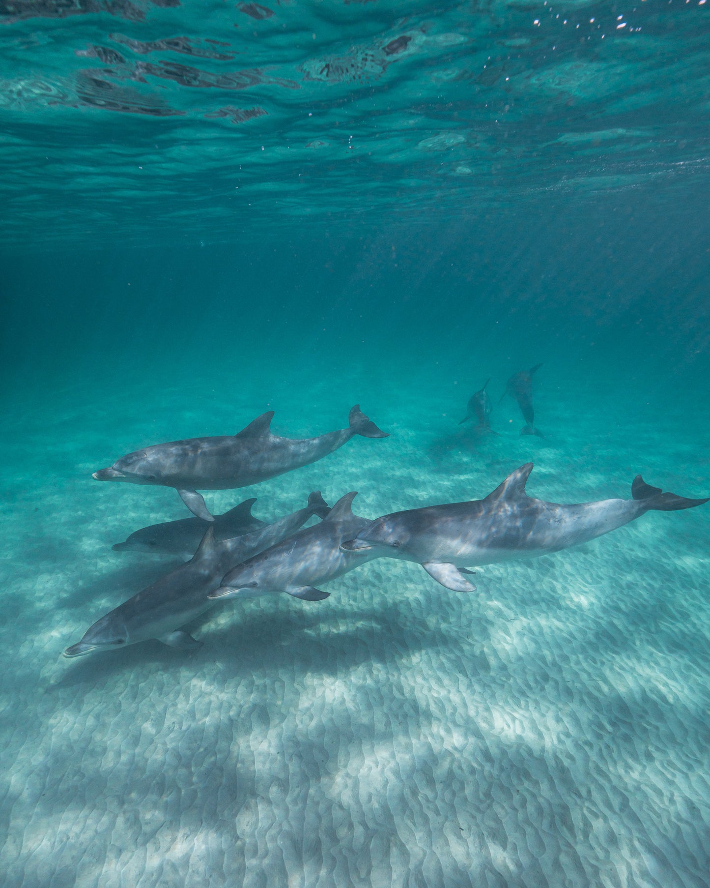 Kangaroo Island - The Australian Galapagos Workshop - May 2026