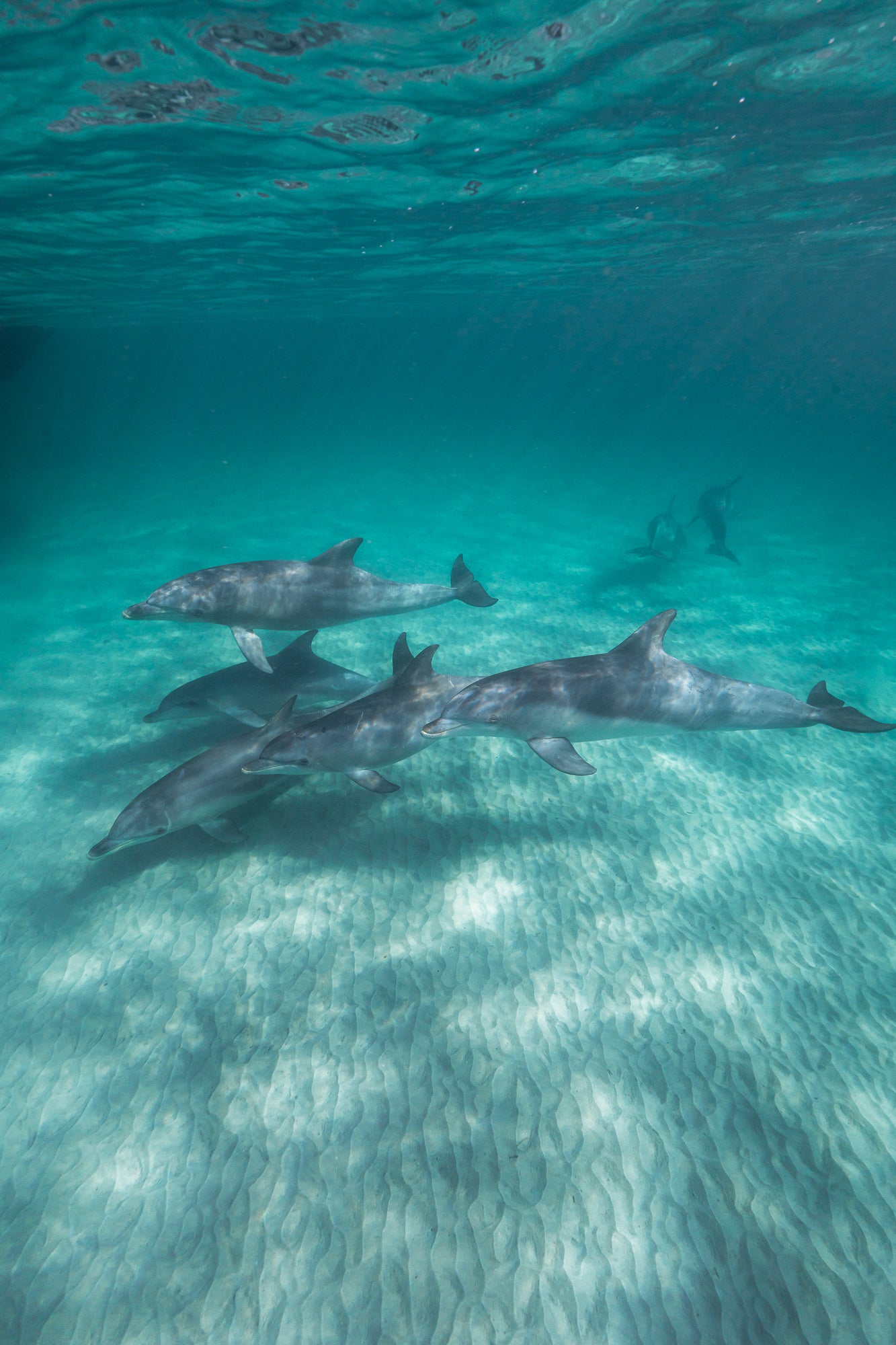 Kangaroo Island - The Australian Galapagos Workshop - May 2026