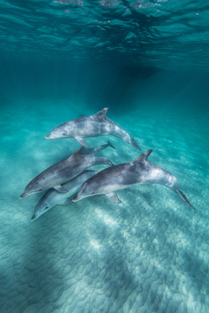 Kangaroo Island - The Australian Galapagos Workshop - May 2026