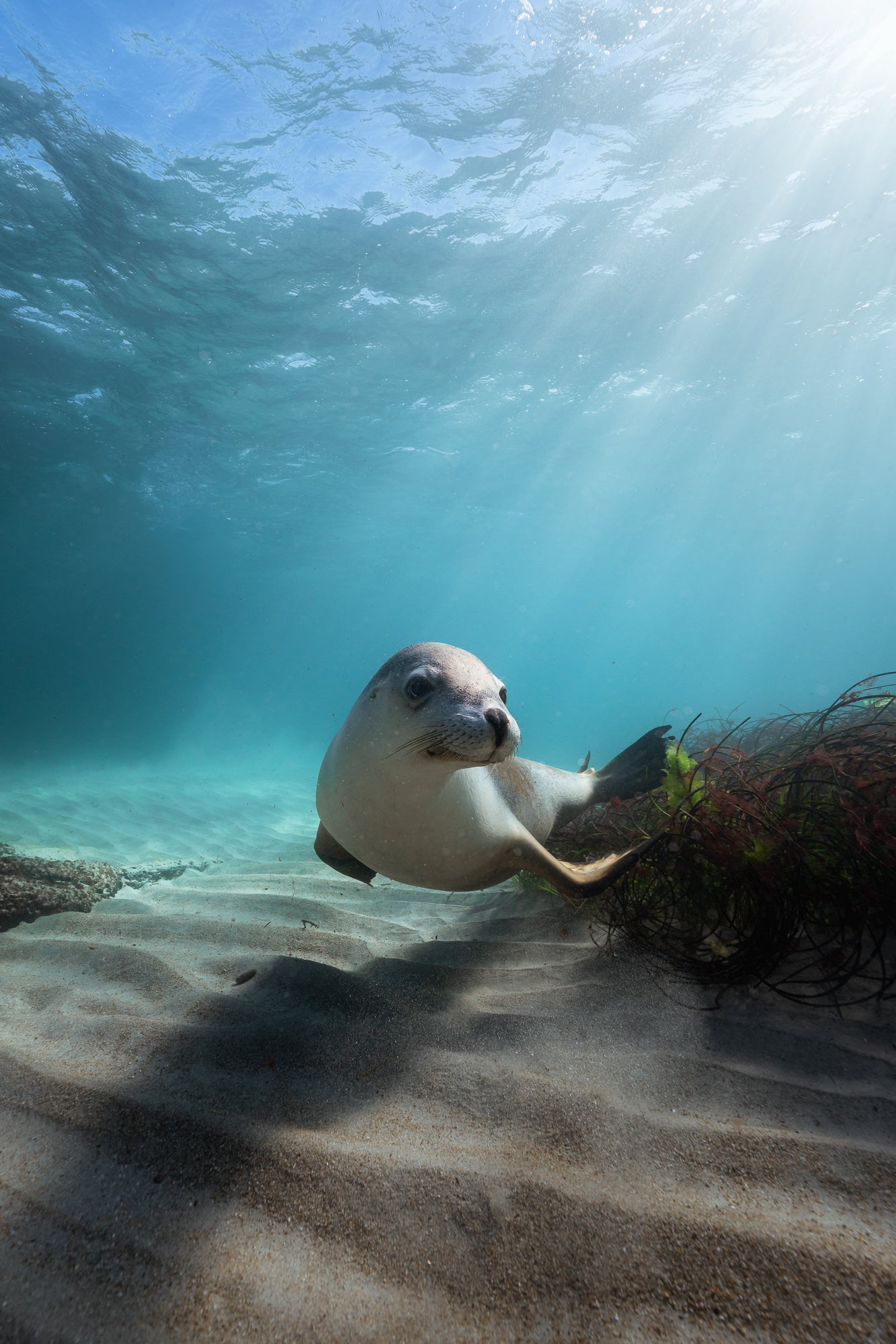 Kangaroo Island - The Australian Galapagos Workshop - May 2026