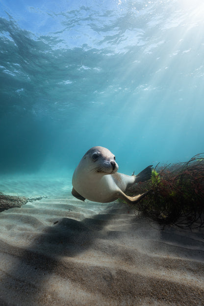 Kangaroo Island - The Australian Galapagos Workshop - May 2026