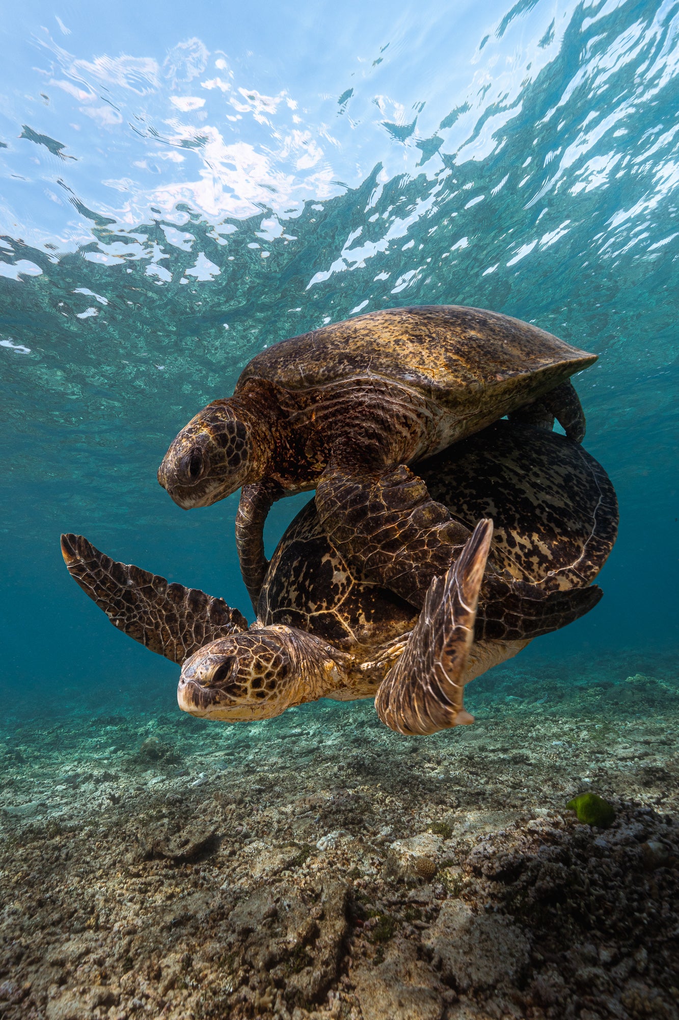 Lady Elliot Island Photography Workshop - November 2026
