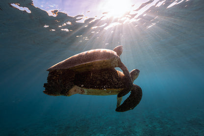 Lady Elliot Island Photography Workshop - November 2026