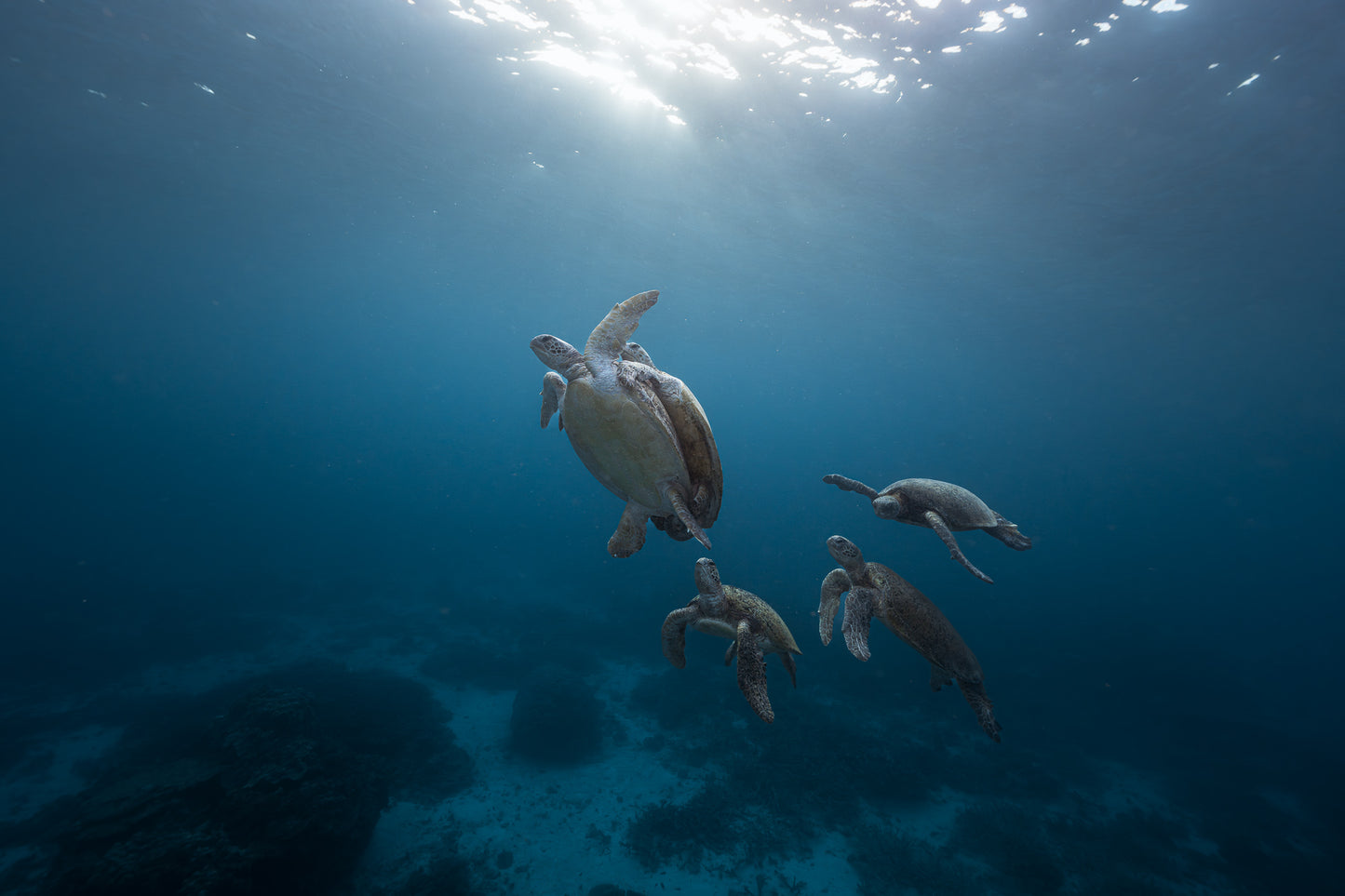 Lady Elliot Island Photography Workshop - November 2026