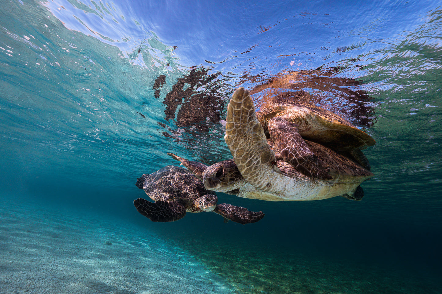 Lady Elliot Island Photography Workshop - November 2026