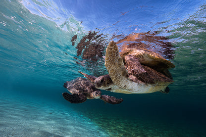 Lady Elliot Island Photography Workshop - November 2026