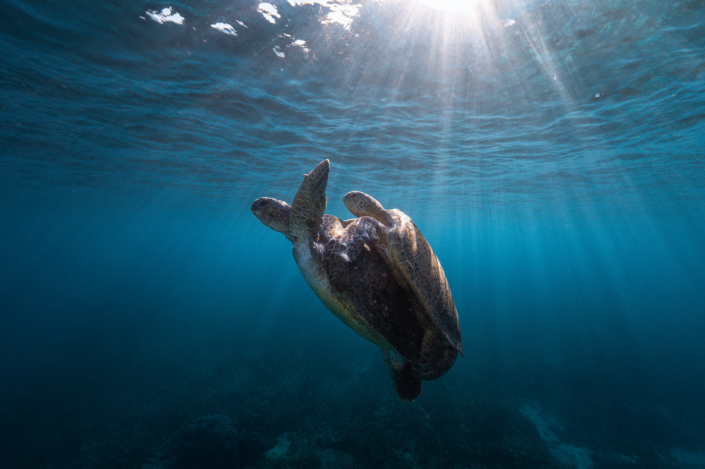 Lady Elliot Island Photography Workshop - November 2026