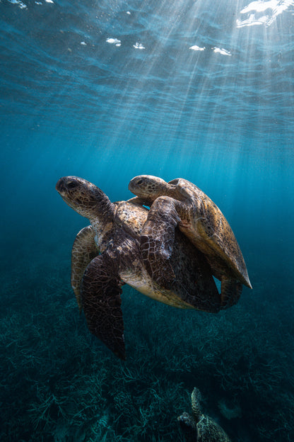 Lady Elliot Island Photography Workshop - November 2026