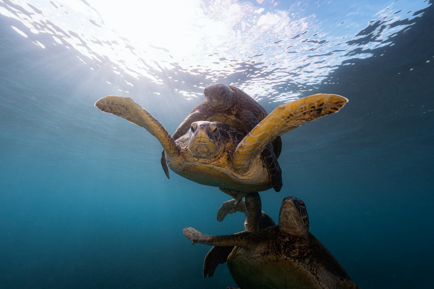Lady Elliot Island Photography Workshop - November 2026