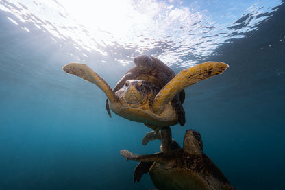 Lady Elliot Island Photography Workshop - November 2026