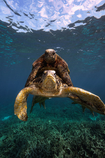 Lady Elliot Island Photography Workshop - November 2026