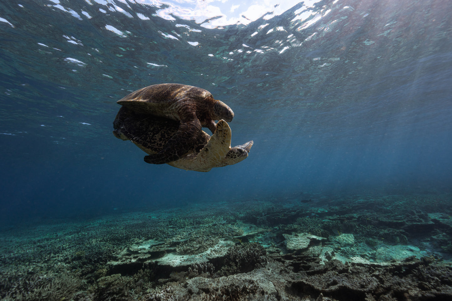 Lady Elliot Island Photography Workshop - November 2026