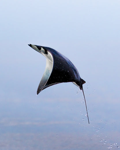 Baja Mobulas and Cetaceans Workshop 2026